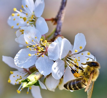 alternative phytosanitaire