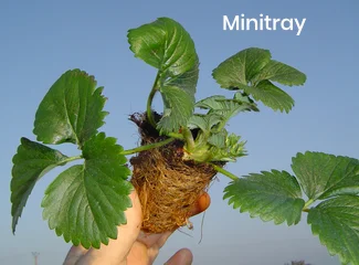 fournisseur plant de fraisier mini tray en Auvergne Rhône Alpes