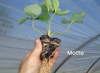 fournisseur plant de fraisier motte en Auvergne Rhône Alpes