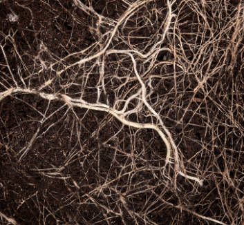 Produits pour stimuler la vie du sol