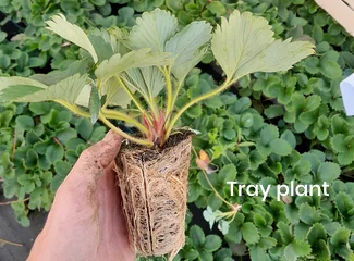 fournisseur plant de fraisier tray plant en Auvergne Rhône Alpes